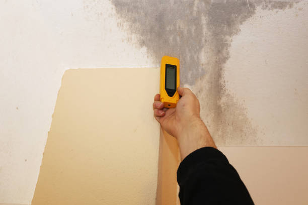 Reliable Uniondale, NY Mold Removal Solutions